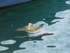 Die rießigen Wasserschildkröten benutzen den Strand als Eiablageplatz und lassen sich im inneren des Deltas oft blicken