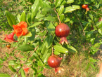 Granatapfelbaum in Dalyan