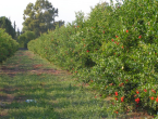 Granatapfelplantage in Dalyan