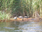 Kleinere Schildkröten im Kanal