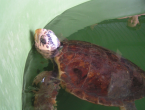 Im von der Universität Pamukkale betreuten Krankenhaus für Wasserschildkröten werden verletzte Tiere behandelt.